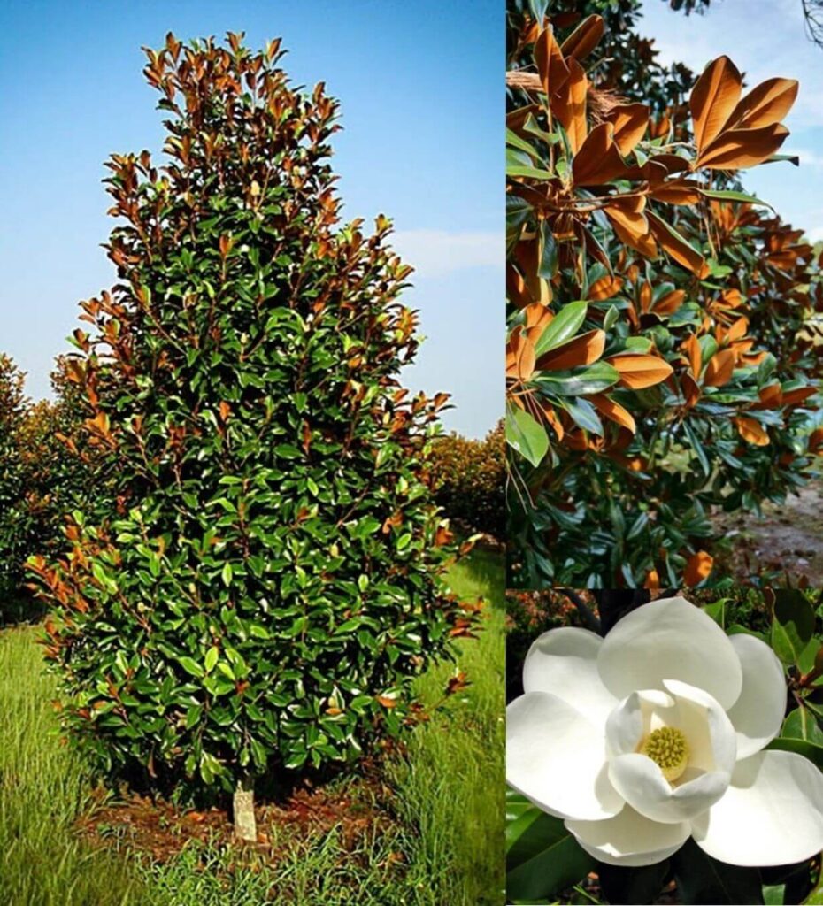 Our Trees – Farm Direct Premium Trees At The Best Prices In OKC!