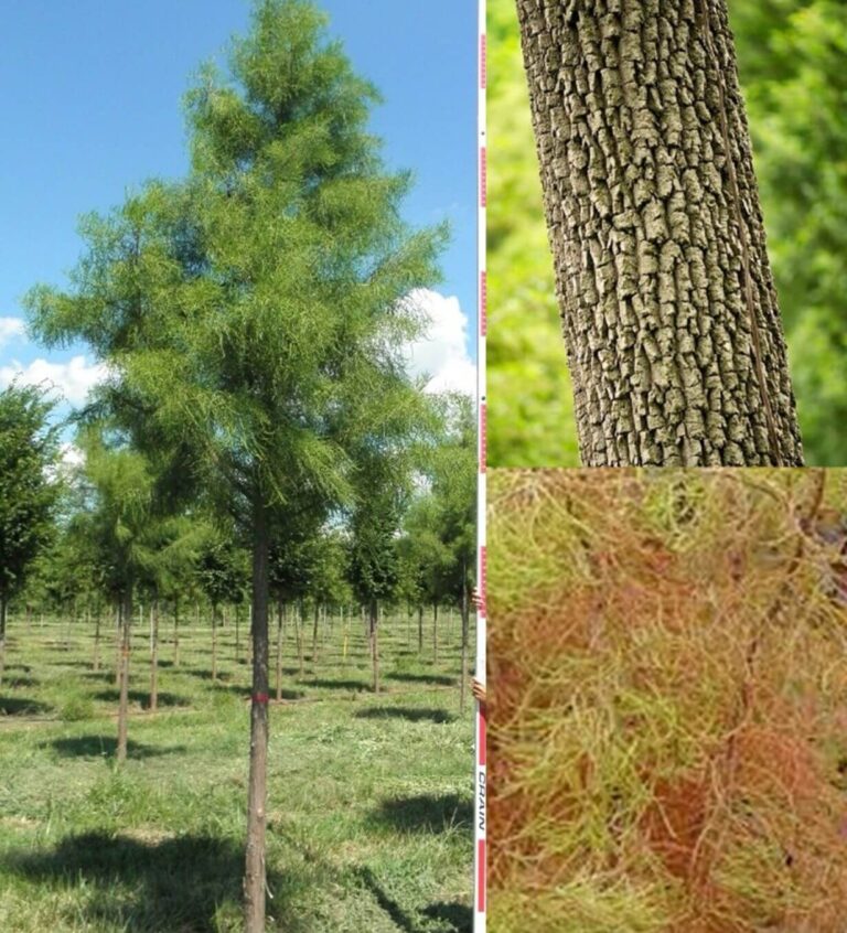 Our Trees - Farm Direct Premium Trees At The Best Prices In OKC!