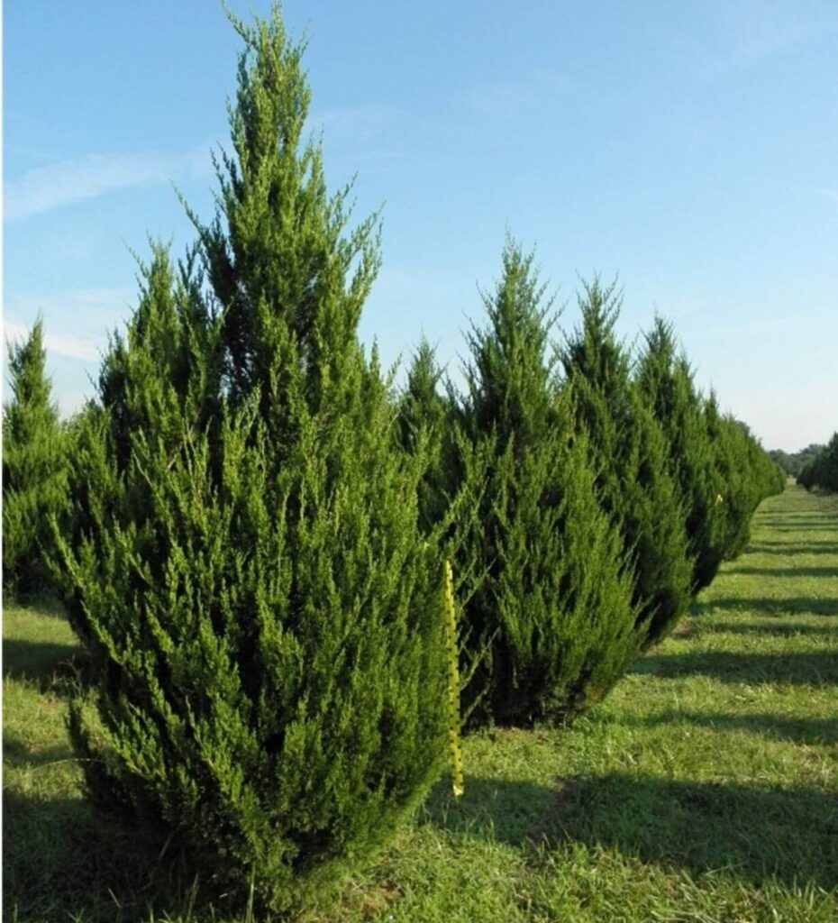 Evergreen - deep-fork-tree-farm