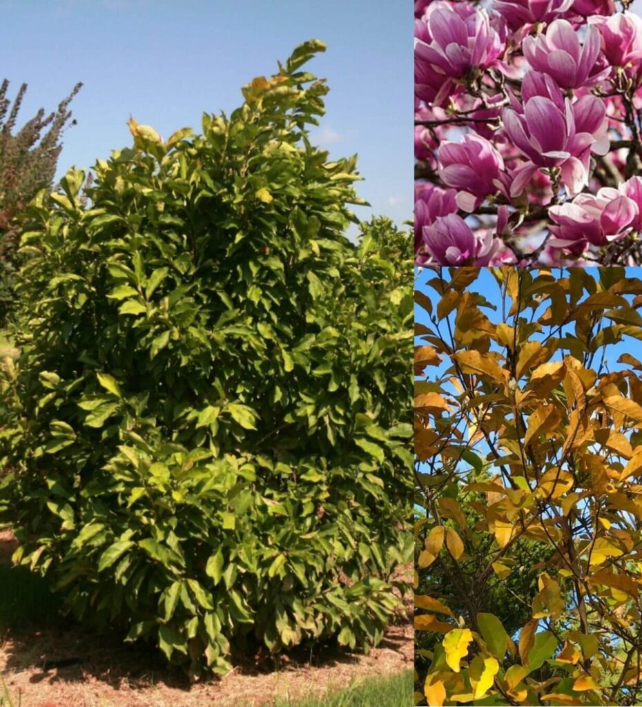 Deciduous Trees - Farm Direct Premium Trees At The Best Prices In OKC!