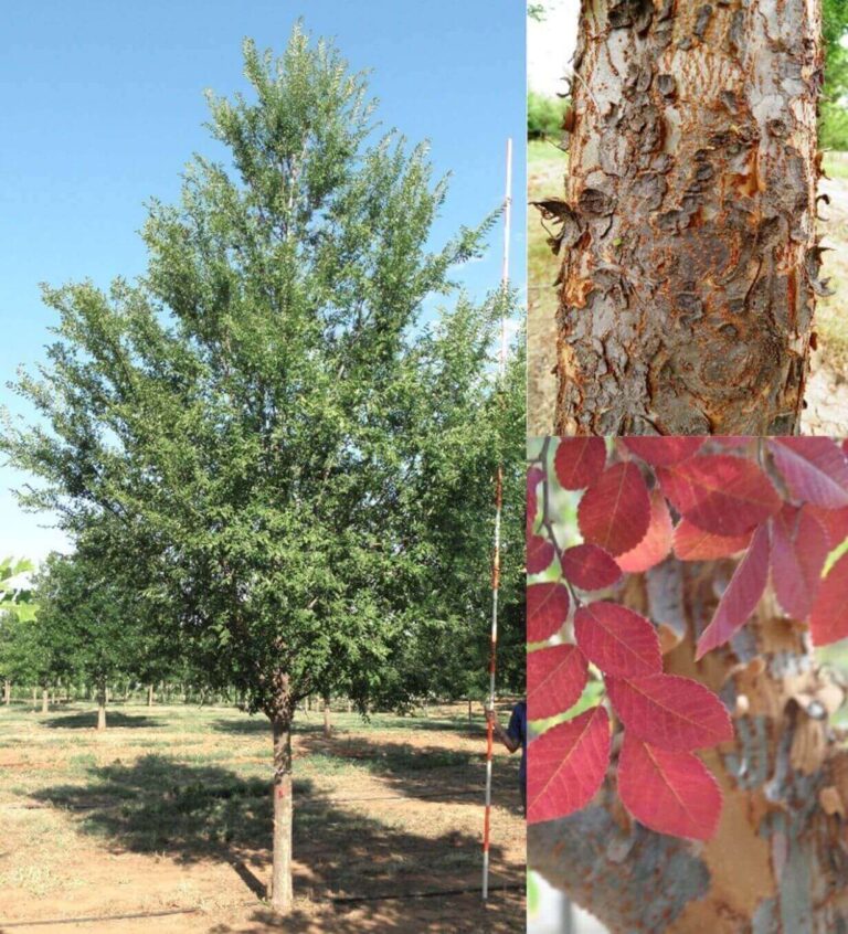 Our Trees - Farm Direct Premium Trees At The Best Prices In OKC!