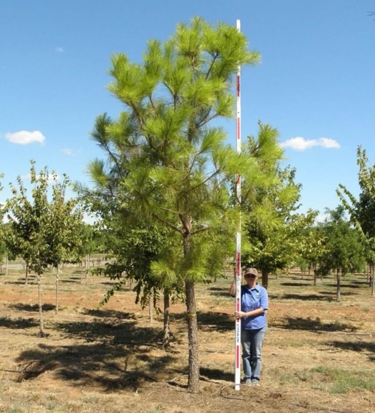 Our Trees - Farm Direct Premium Trees At The Best Prices In OKC!