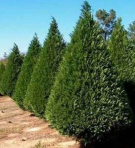 Murray Leyland Cypress - Farm Direct Premium Trees At The Best Prices ...