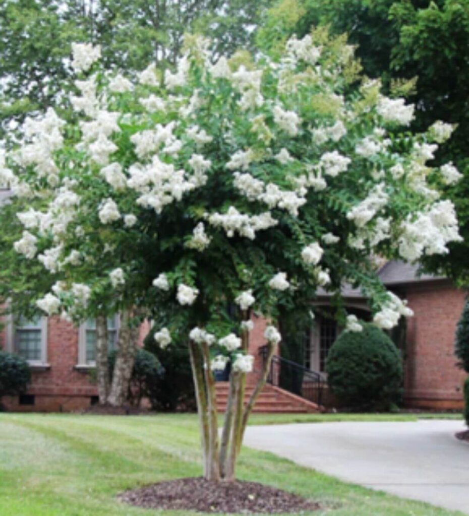 Deciduous Trees - Farm Direct Premium Trees At The Best Prices In OKC!