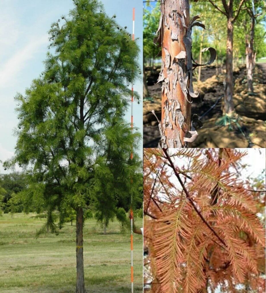 Deciduous Trees – Farm Direct Premium Trees At The Best Prices In OKC!