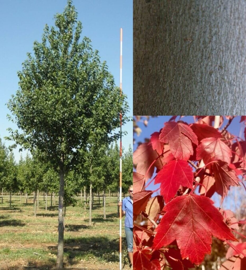 Deciduous Trees - Farm Direct Premium Trees At The Best Prices In OKC!