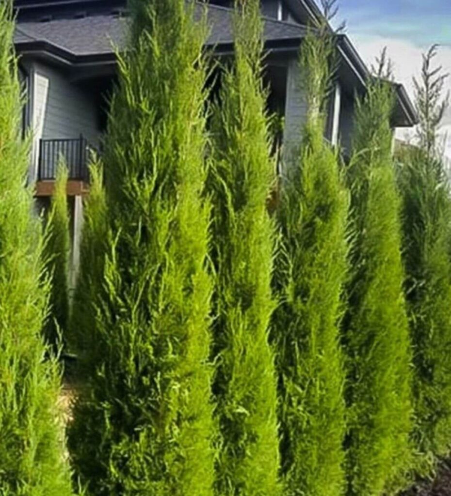 Taylor Juniper Farm Direct Premium Trees At The Best Prices In OKC!