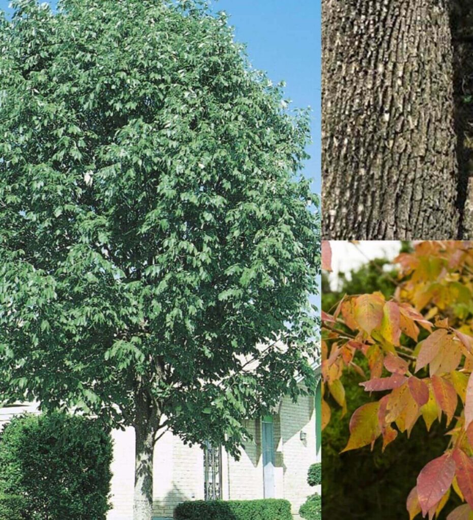 Texas Ash Farm Direct Premium Trees At The Best Prices In OKC!