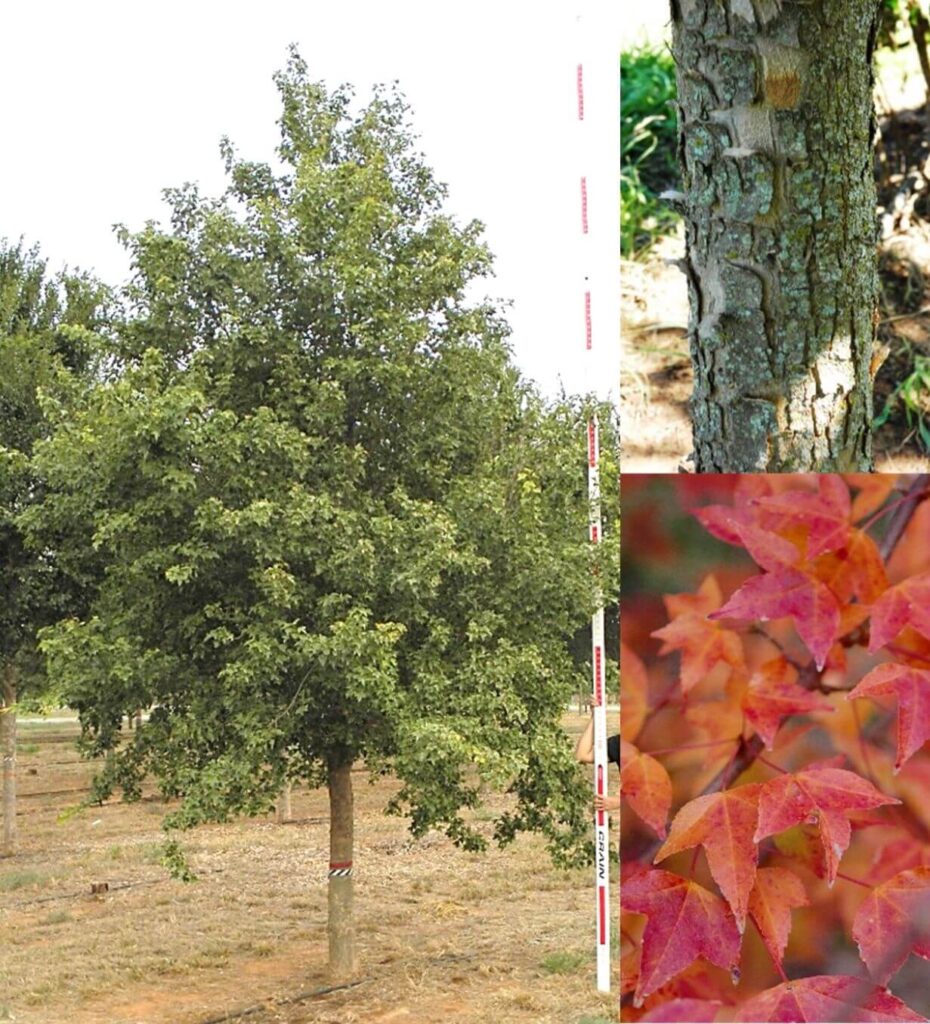 Deciduous Trees – Farm Direct Premium Trees At The Best Prices In OKC!
