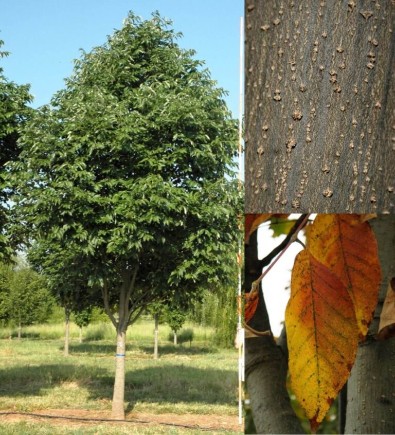 Urbanite Ash Farm Direct Premium Trees At The Best Prices In OKC Urbanite Ash Farm Direct Premium Trees At The Best Prices In OKC