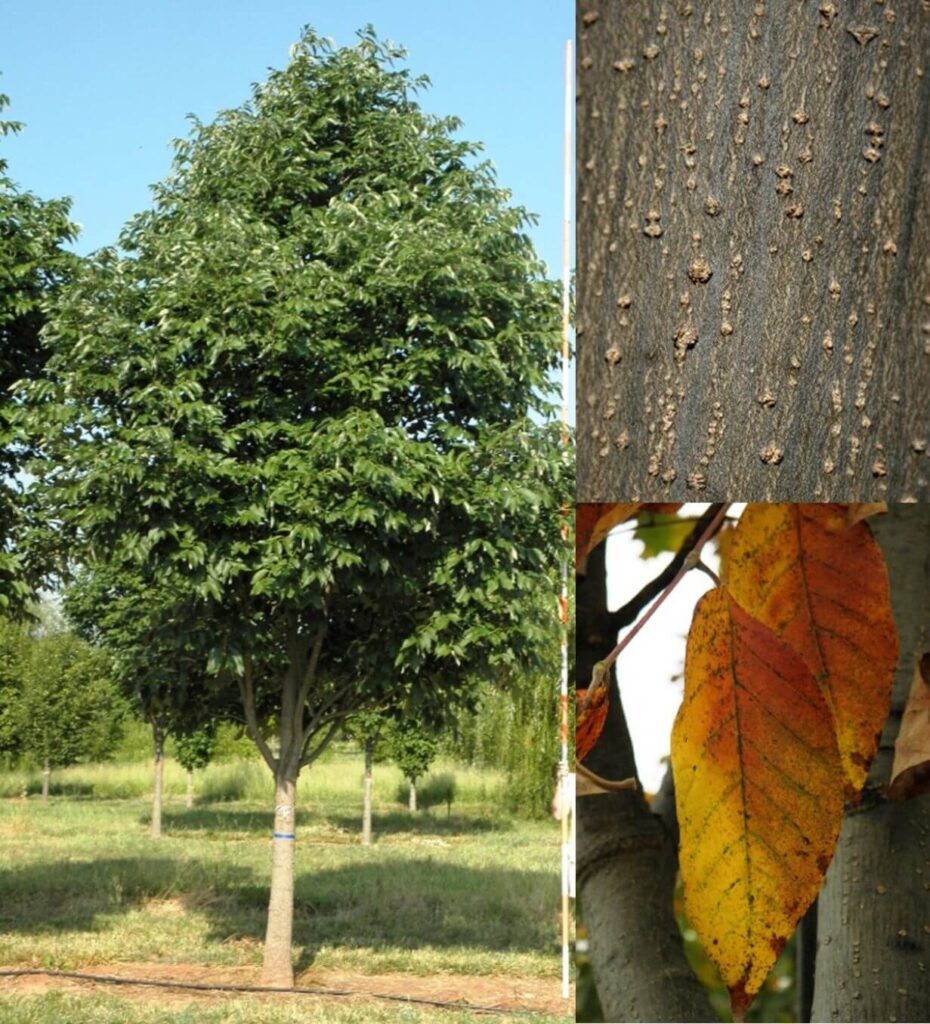 Deciduous Trees – Farm Direct Premium Trees At The Best Prices In OKC!