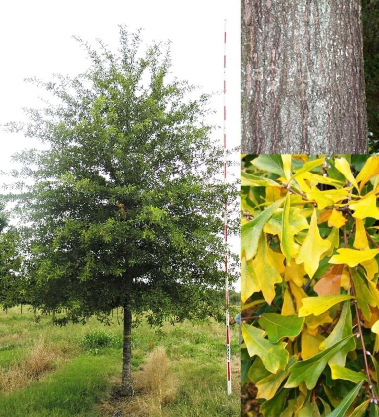 Deciduous Trees – Farm Direct Premium Trees At The Best Prices In OKC!